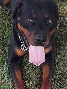 3yr old Virgin Rottie Listing Image