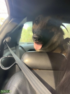 AKC Registered German Shepherd stud Listing Image