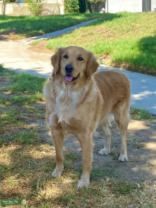 Beautiful Golden Retriever  Listing Image