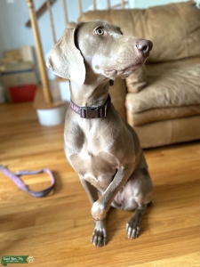 Full AKC Weimaraner Silver Female needs Stud Listing Image