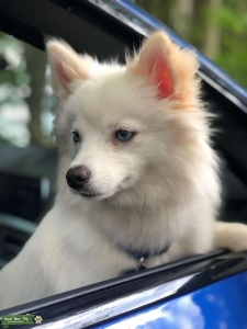 White blue Eye Pomsky   Listing Image