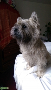 Joyful Cream Cairn available for stud Listing Image