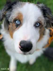Blue Merle Aussie Stud Listing Image