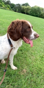 sprocker for sale near me