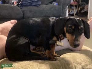 Unregistered AKC eligible Mini dachshund Listing Image