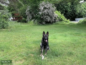 Czech Working Line Shepherd Listing Image