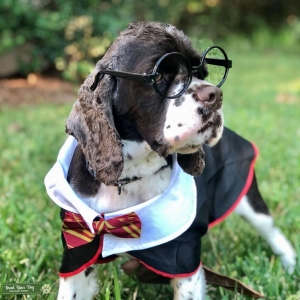 Cocker Spaniel Male chocolate and white parti Listing Image