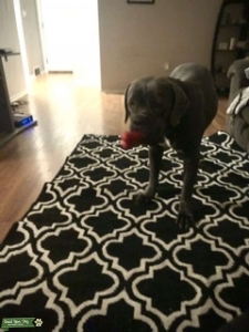 Gray female mastiff Listing Image