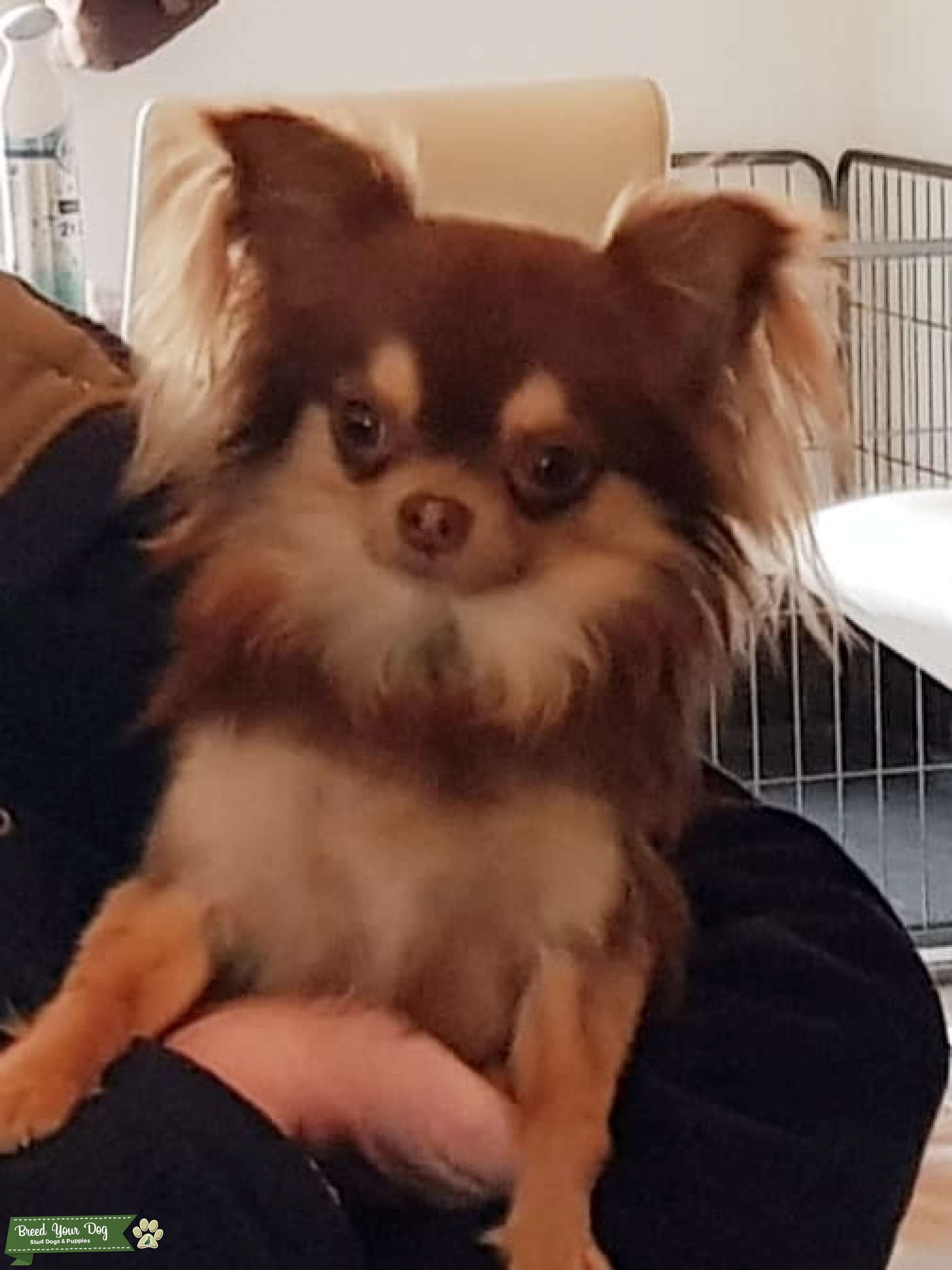 chocolate/tan long coat chihuahua Stud Dog in peterborough, the