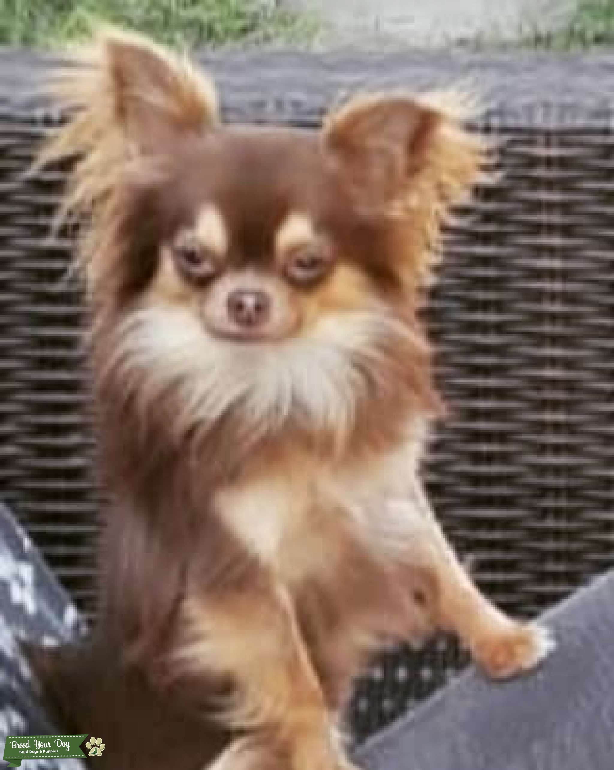 chocolate/tan long coat chihuahua Stud Dog in peterborough, United