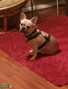Fawn AKC French Bulldog Stud Listing Image