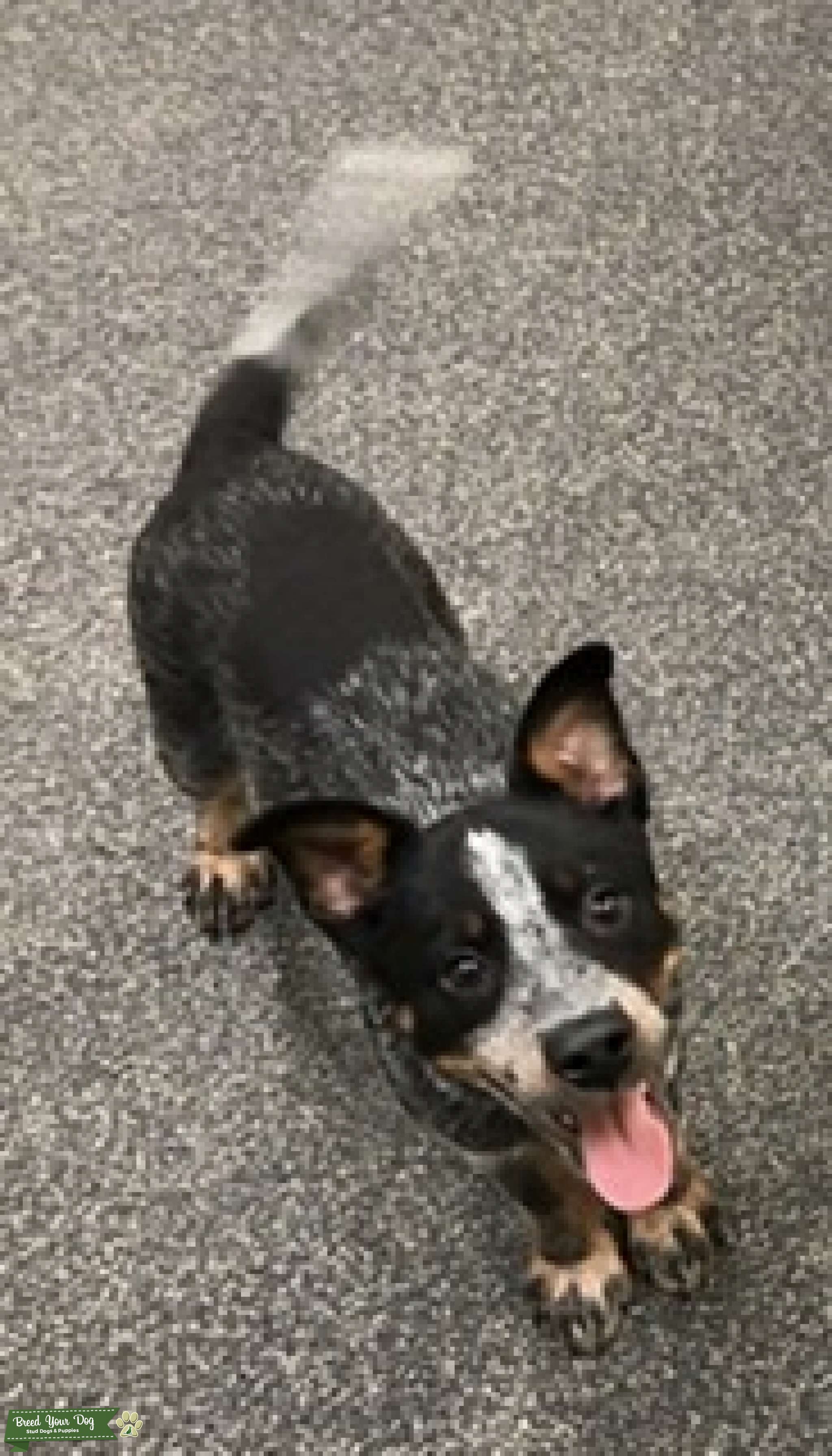 Stud Stud Dog in Knoxville TN, the United States Breed Your Dog