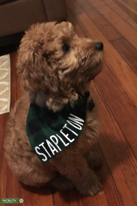 Male Apricot Mini Goldendoodle looking to breed Listing Image