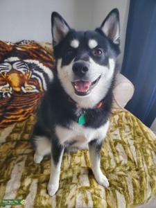 A Pomsky with a smile that never quits Listing Image