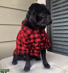 Stud 2 year old male  Listing Image