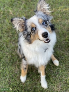 Blue Merle Stud Listing Image