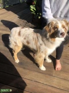 Pedigree red merle Australian Shepherd Listing Image