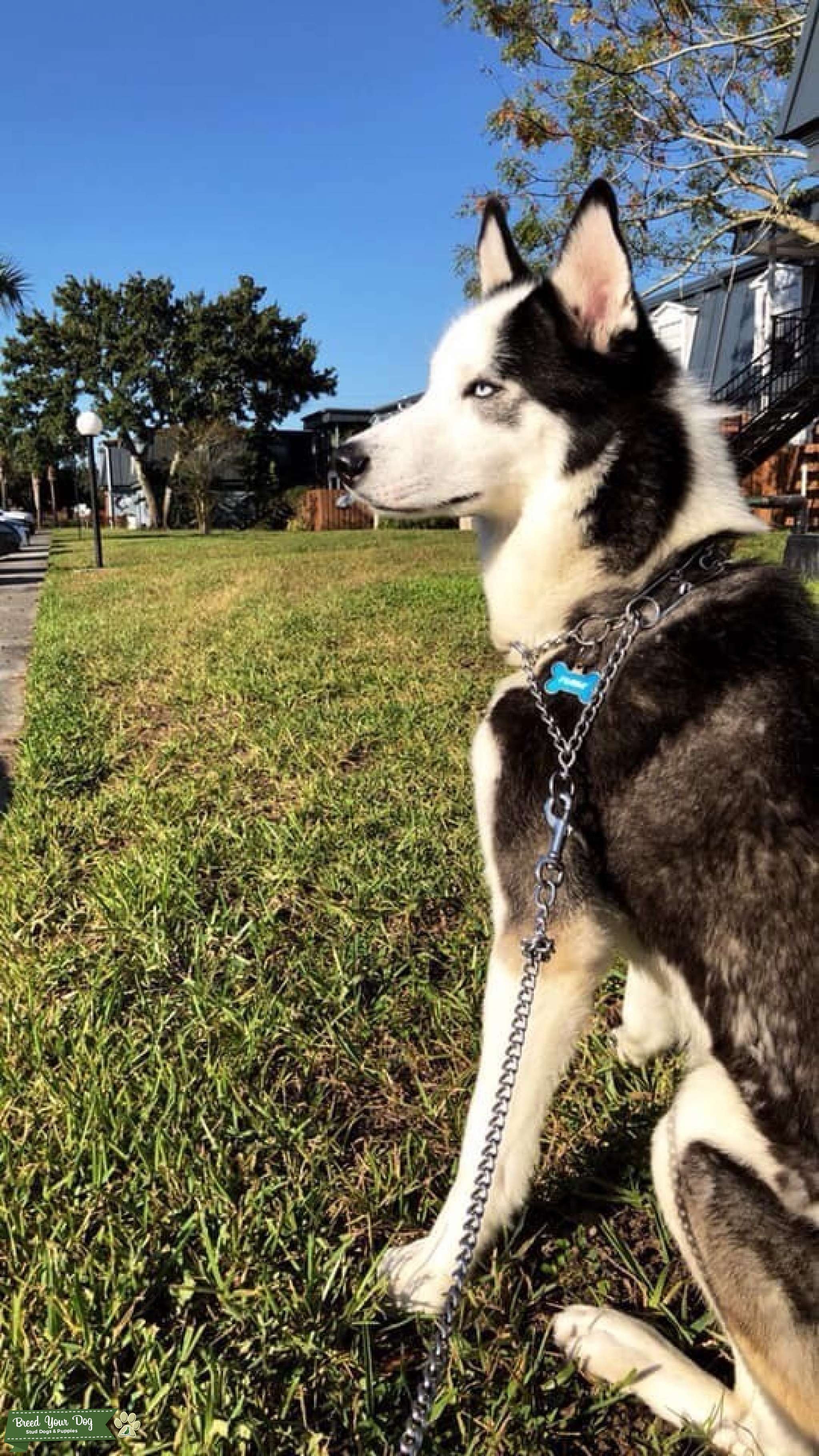 Beautiful Siberian Husky Male, Looking For Female Stud Dog in Orlando