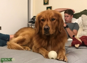 Red Golden Retriever  Listing Image
