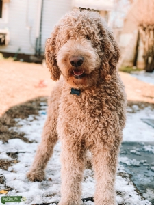 F1b Golden Doodle Stud Listing Image