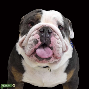 Certified Tri color Lilac English Bulldog Listing Image