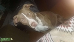 Year old rednose pitbull Listing Image