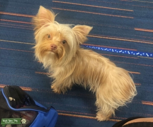 Blonde 3lb Yorkie Stud Listing Image