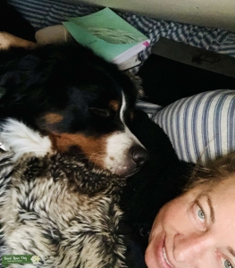 Gorgeous MALE BERNESE MOUNTAIN DOG with the best personality! Listing Image