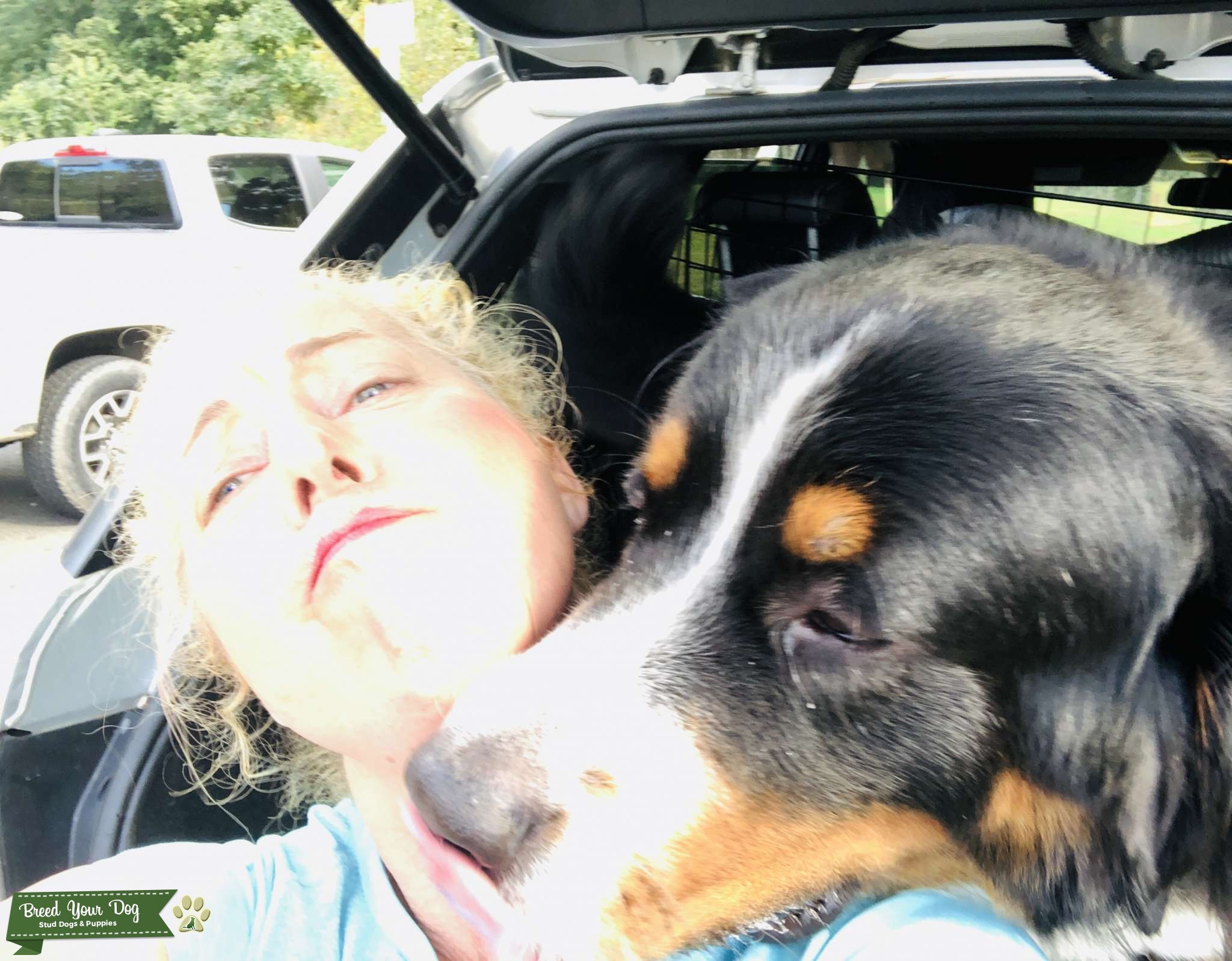 Gorgeous MALE BERNESE MOUNTAIN DOG with the best personality! - Stud