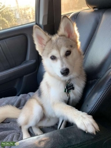 Pomsky Male Listing Image