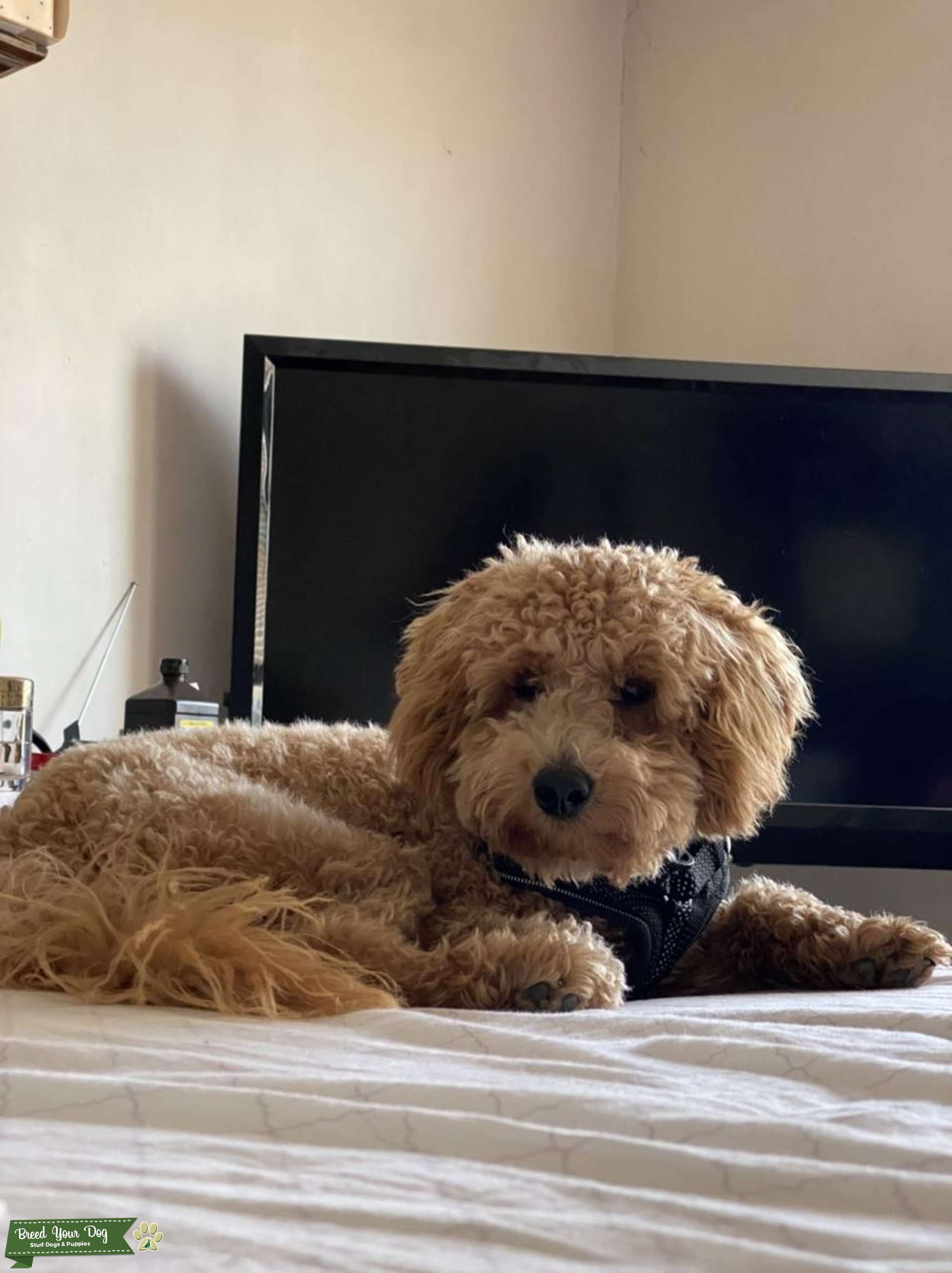 Mini Labradoodle Stud Dog in Philadelphia, the United States Breed