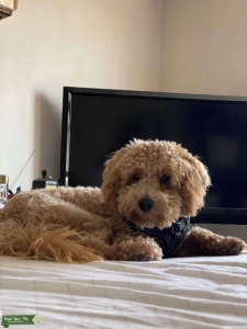 Mini Labradoodle  Listing Image