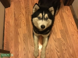 Beautiful Husky / Timber Wolf  Listing Image