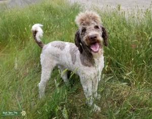 Standard Poodle Listing Image