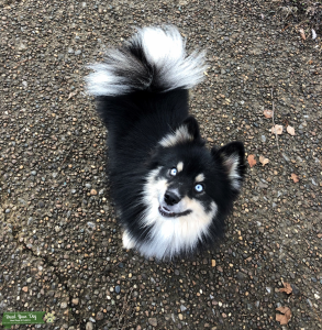 Black and White Pomsky Stud Listing Image