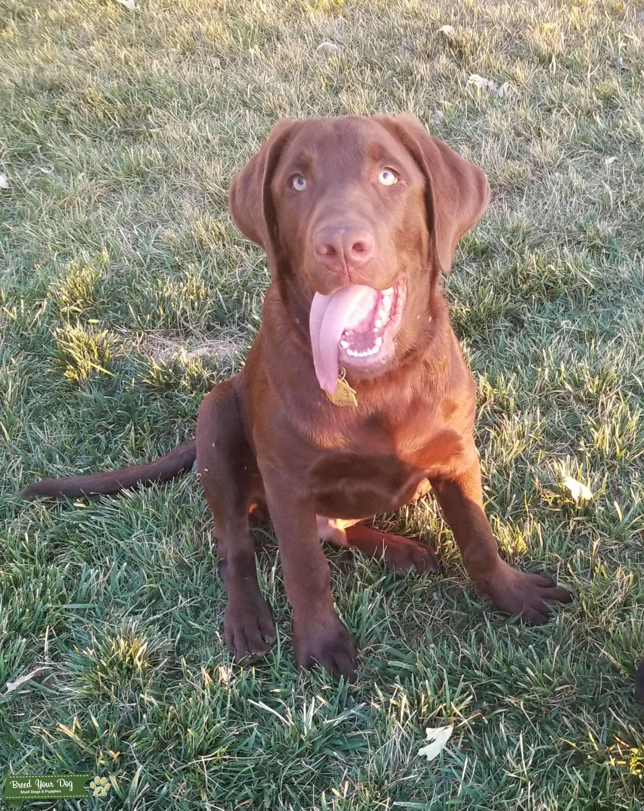 Certified Pedigree/AKC Registered Chocolate LAB MALE for STUD Stud Dog in CA, the United