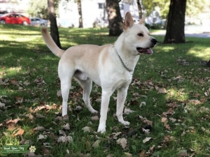 WHITE SHEPHERD STUD Listing Image