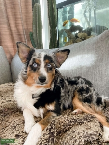 AKC Miniature Australian Shepherd Blue Merle Listing Image