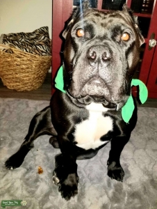 Cane Corso Male in Houston Listing Image