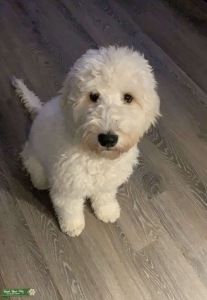 Cream GoldenDoodle Listing Image
