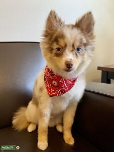 Stud Pomsky available for breeding  Listing Image