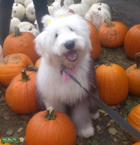 Old English Sheepdog Lady in Minnesota Listing Image