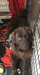 Stud Dog Listing Image