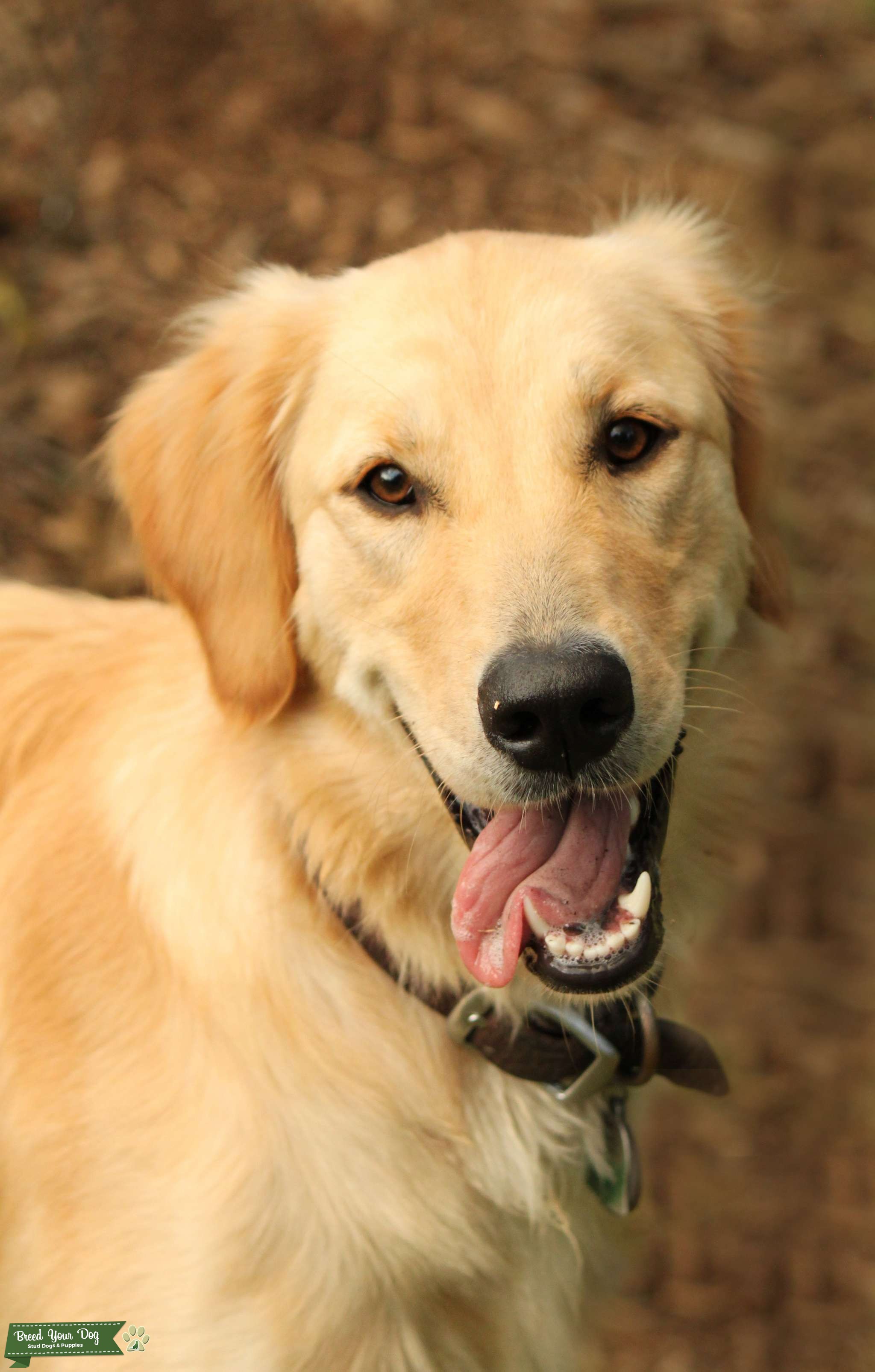 Stud Stud Dog in Alabama , the United States Breed Your Dog