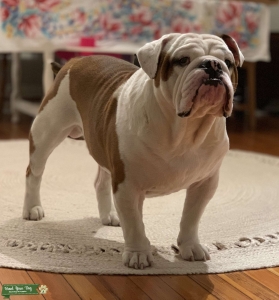 White & Red Bulldog Listing Image