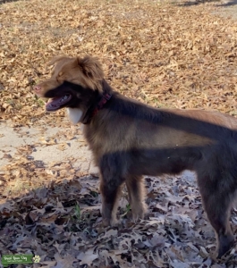 Red Tri Australian Shepherd Male Listing Image