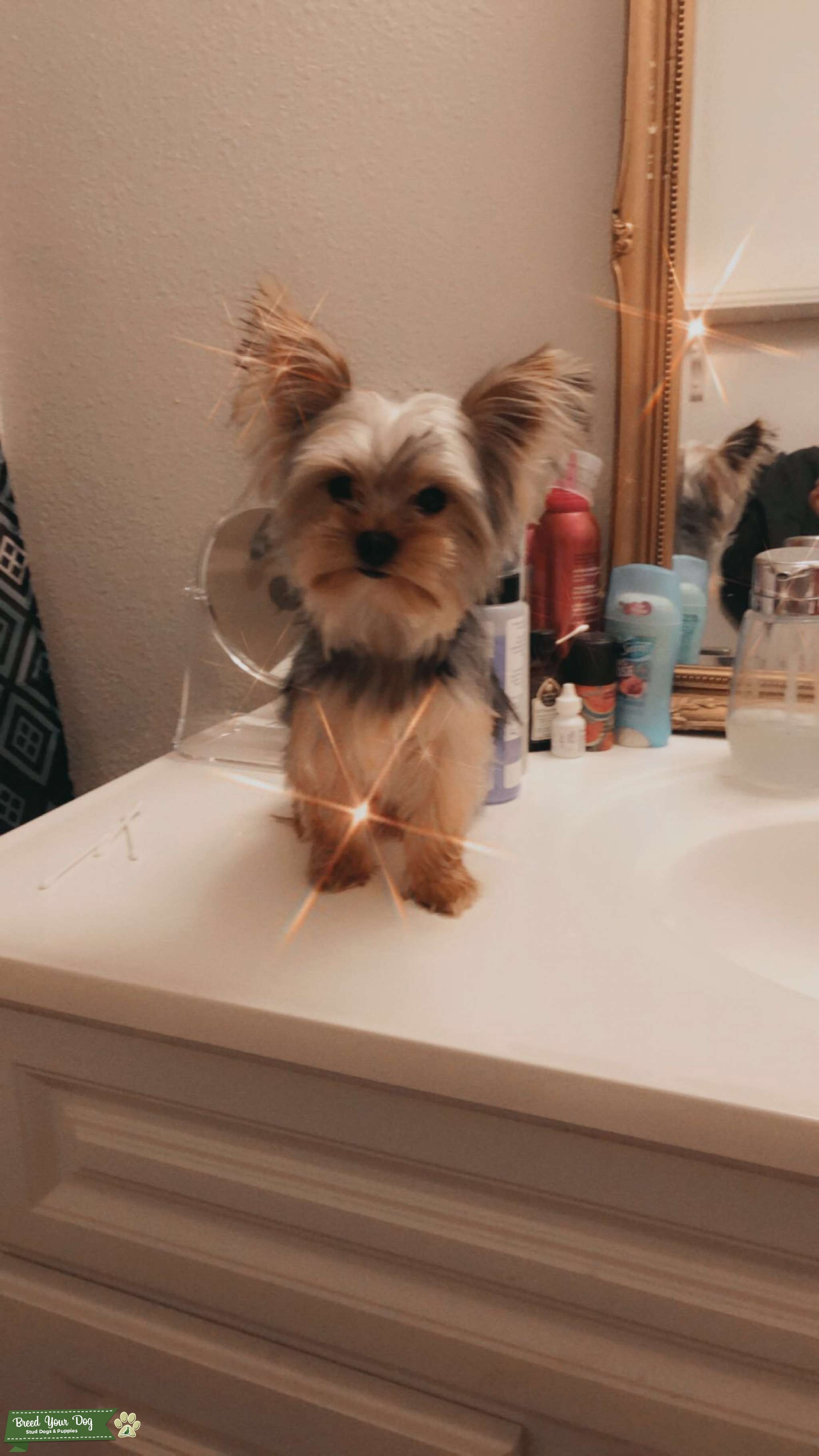 Yorkie male for stud Stud Dog in San Bernardino , the United States