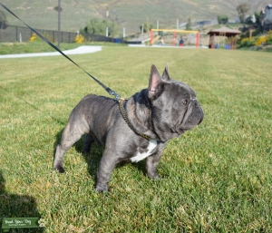 Blue french bulldog stud (introductory rate) Listing Image