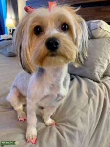 Looking for a Stud Yorkie Listing Image
