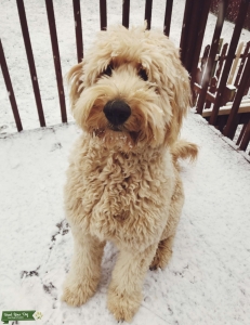 Goldendoodle looking to breed Listing Image